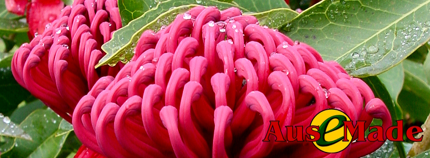 Ausemade Facebook - The Waratah is the Floral Emblem of New South Wales