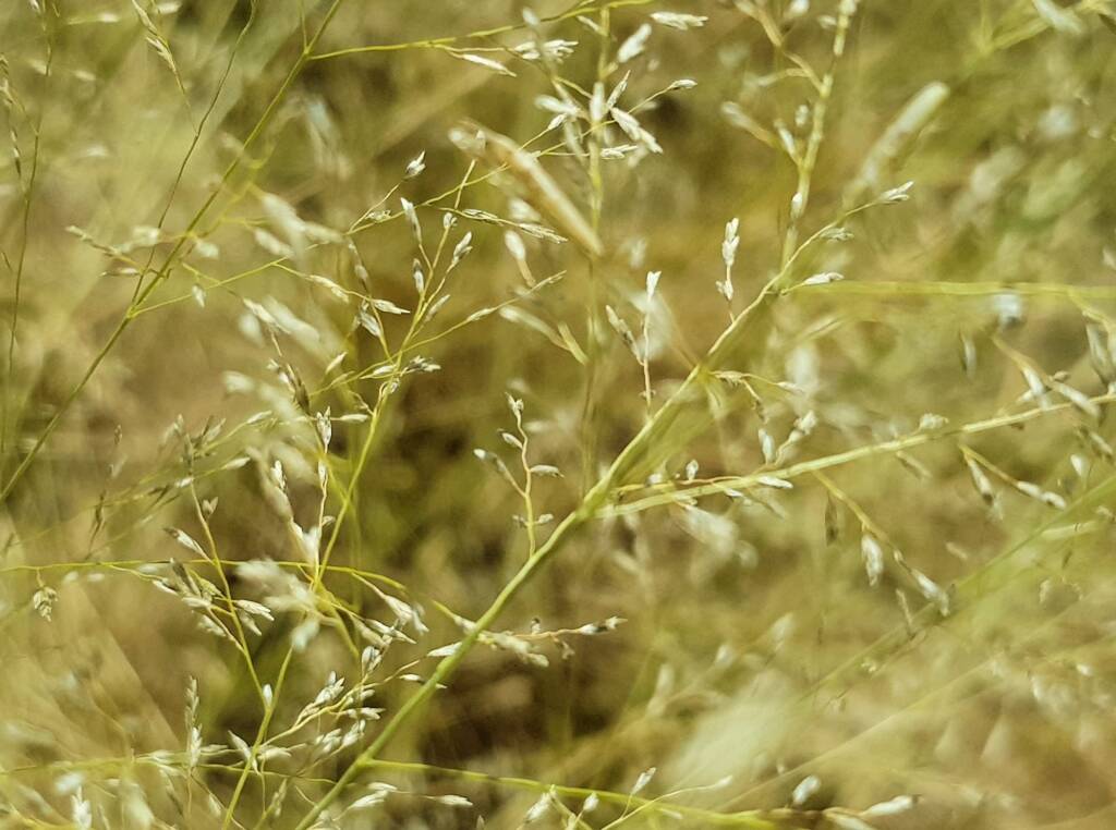 Fairy Grass (Sporobolus caroli), Alice Springs, NT