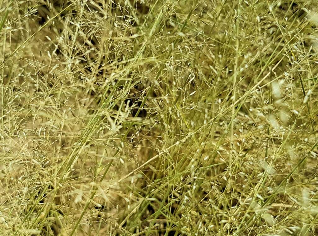 Fairy Grass (Sporobolus caroli), Alice Springs, NT