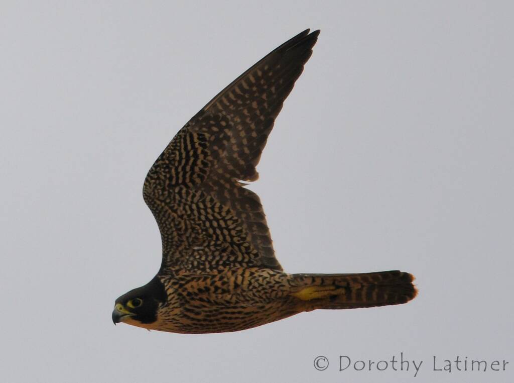 Peregrine Falcon (Falco peregrinus), Central Australia © Dorothy Latimer