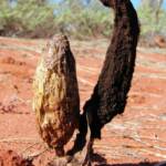 False Shaggy Mane (Podaxis pistillaris), Uluru-Kata Tjuta National Park