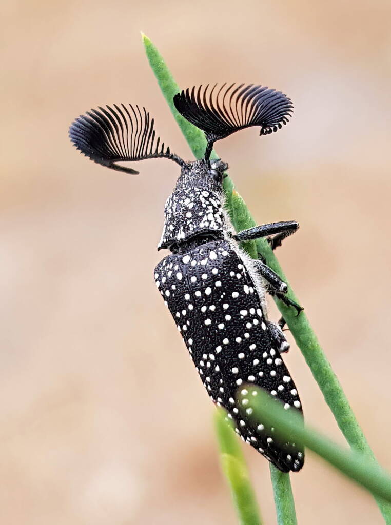 Feather-horned Beetle (Rhipicera carinata), Carine bushland/wetland WA © Michelle Dreher