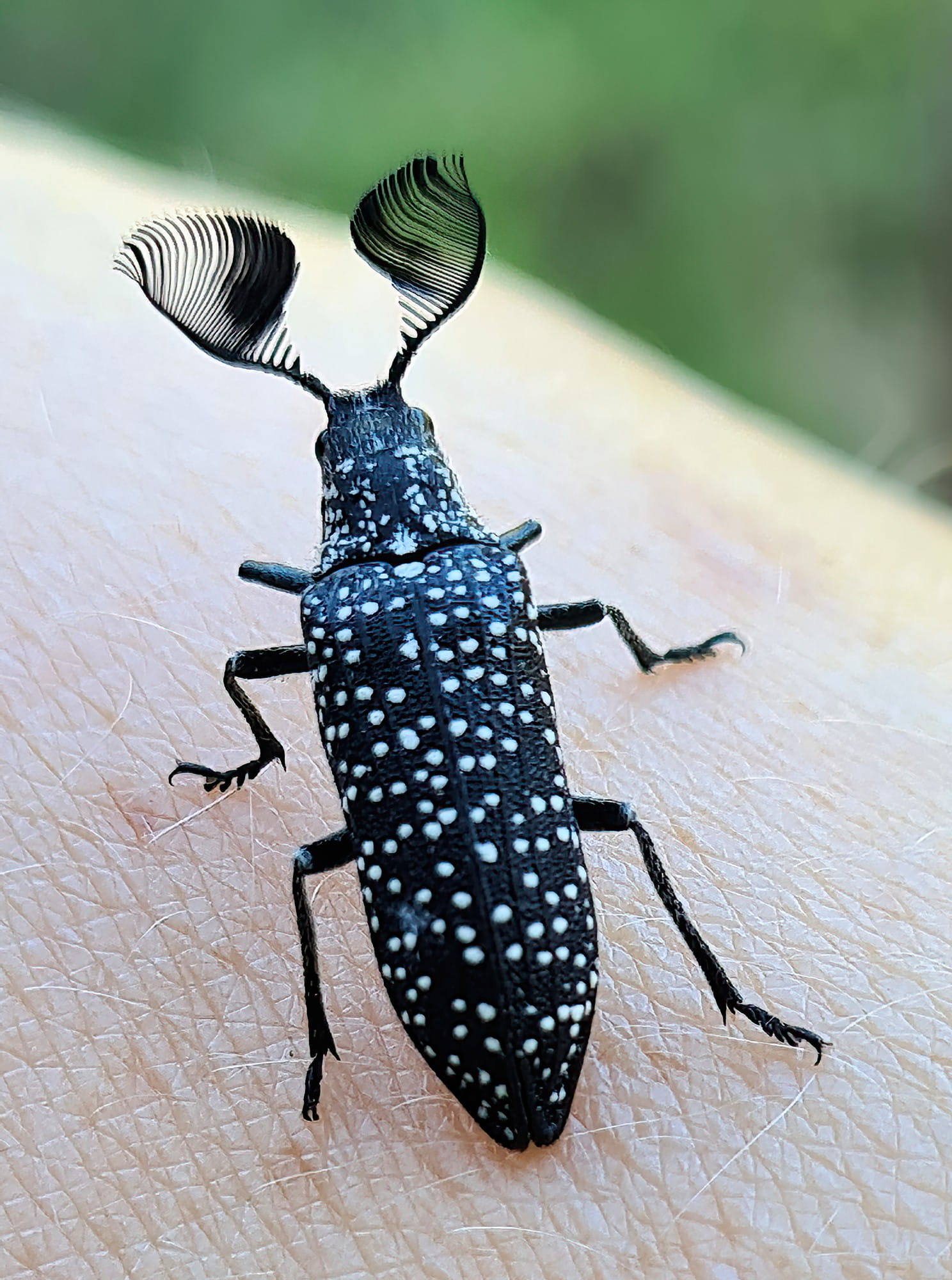 Featherhorned Beetle (Rhipicera carinata) Ausemade
