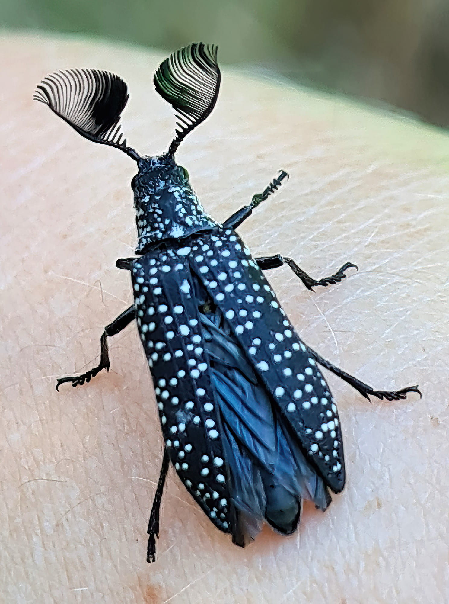 Featherhorned Beetle (Rhipicera carinata) Ausemade