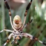 Female Golden Orb-weaver Spider (Trichonephila edulis), Alice Springs NT