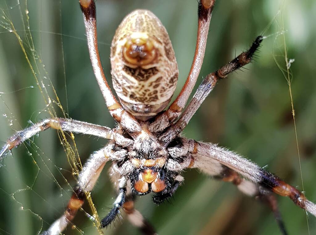 Female Golden Orb-weaver Spider (Trichonephila edulis), Alice Springs NT