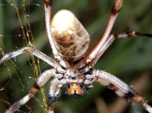 Female Golden Orb-weaver Spider (Trichonephila edulis), Alice Springs NT