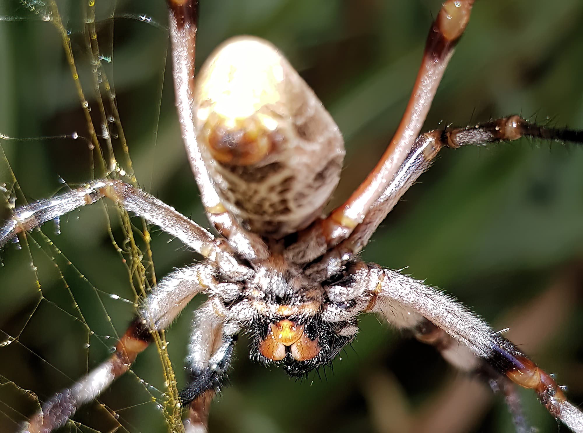 Female Golden Orb-weaver Spider (Trichonephila edulis), Alice Springs NT