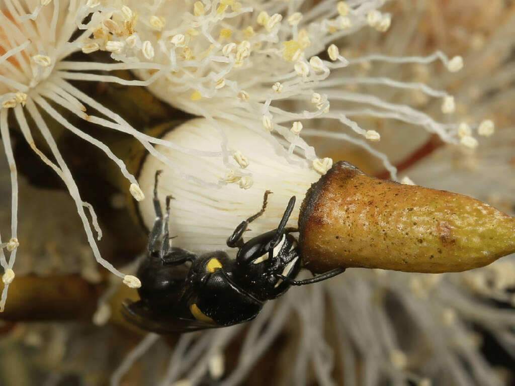 Female Hylaeus (Hylaeorhiza) nubilosus pushing off the operculum of a Eucalyptus infera flower © Bernhard Jacobi