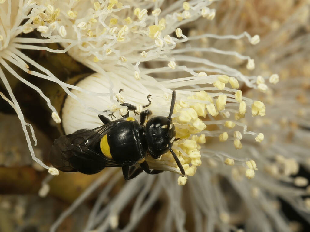 Female Hylaeus (Hylaeorhiza) nubilosus ingesting pollen after having removed the operculum of a Eucalyptus infera flower © Bernhard Jacobi