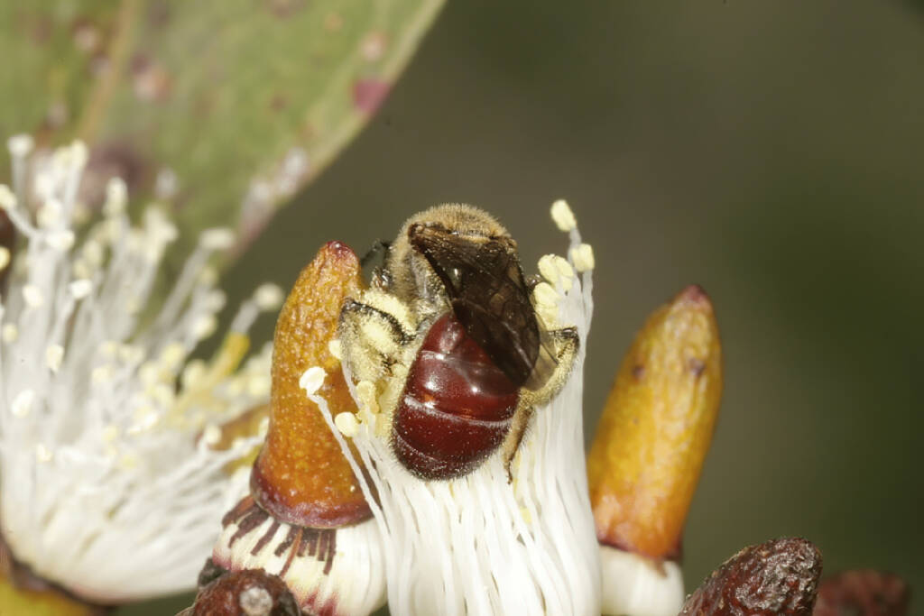 Lasioglossum (Parasphecodes) hiltacum female working an incompletely dehisced flower of Eucalyptus infera. The operculum of the flower has now been shed © Marc Newman