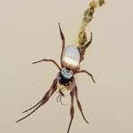 Male and female Australian Golden Orb Weaver Spider (Trichonephila edulis), Alice Springs NT
