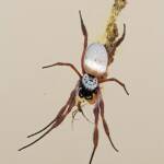 Male and female Australian Golden Orb Weaver Spider (Trichonephila edulis), Alice Springs NT