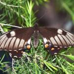 Female Orchard Swallowtail (Papilio aegeus), Roma QLD © Dianne Bickers