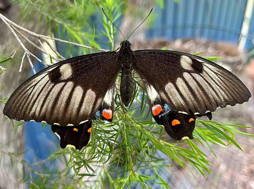 Female Orchard Swallowtail (Papilio aegeus), Roma QLD © Dianne Bickers