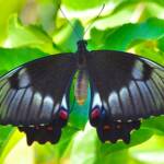 Recently eclosed Female Orchard Swallowtail (Papilio aegeus), Roma QLD © Dianne Bickers
