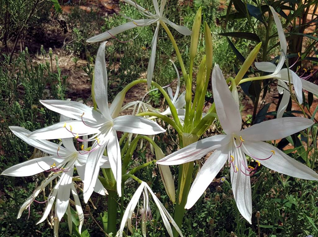 Field Lily (Crinum angustifolium)
