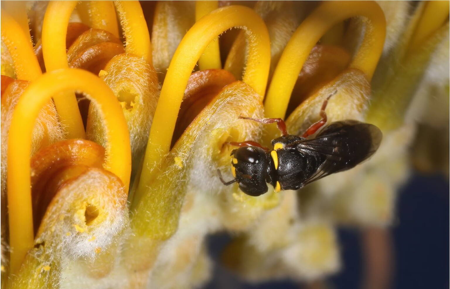 Female Hylaeus (Hylaeteron) douglasi extracting pollen from a hole cut into the perianth limb of a flower of Grevillea excelsior still closed. To the left more cut flowers are visible with some remaining crumbs of pollen © Marc Newman