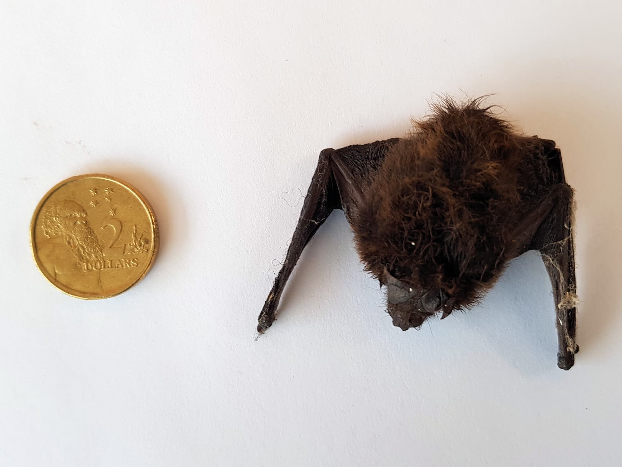 Finlayson’s Cave Bat (Vespadelus finlaysoni) – Ausemade