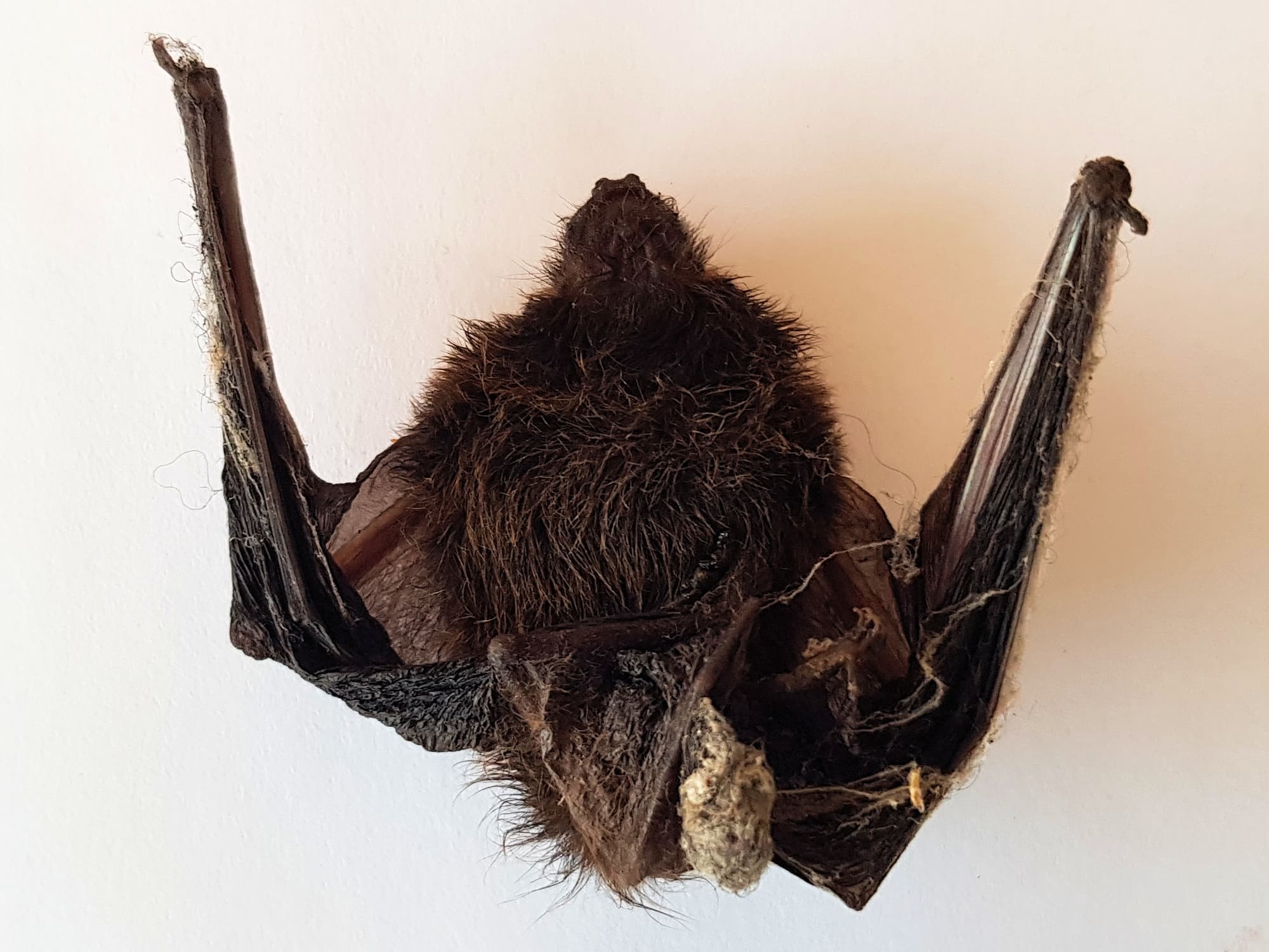 Finlayson’s Cave Bat (Vespadelus finlaysoni) – Ausemade
