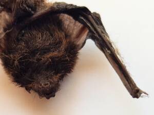 Finlayson's Cave Bat (Vespadelus finlaysoni) - deceased, Alice Springs NT