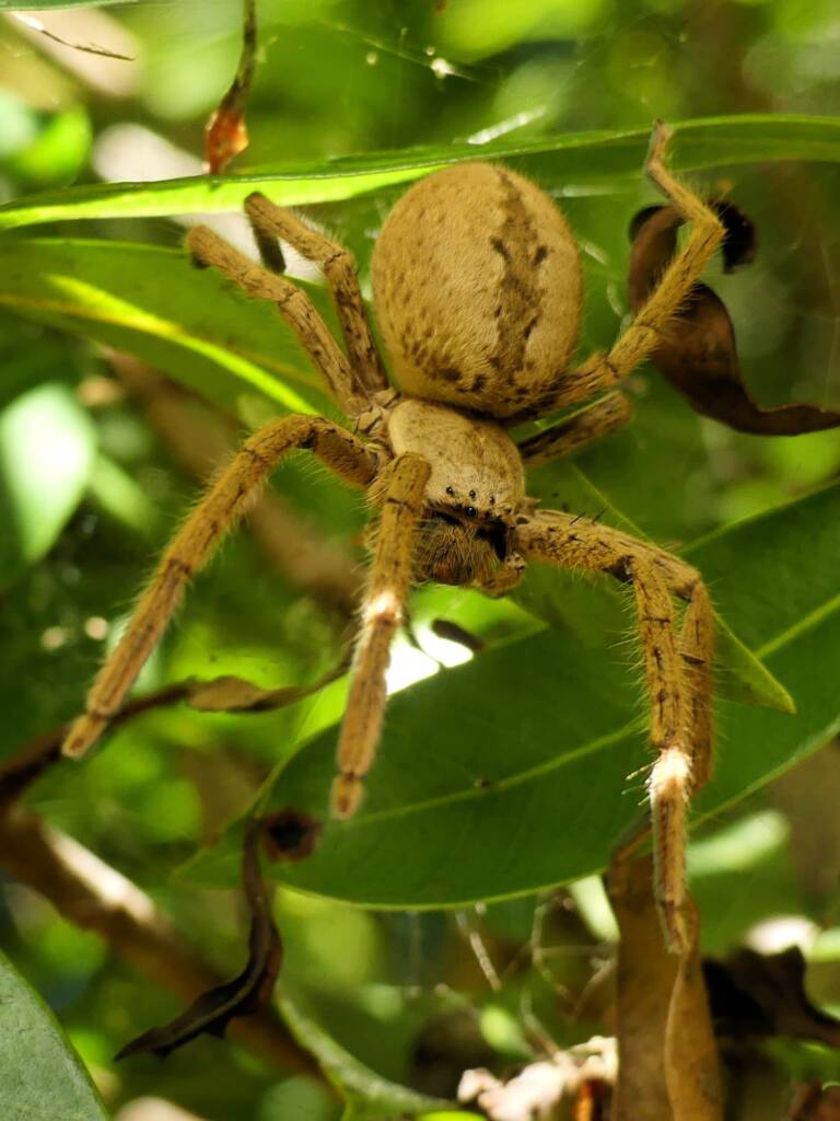 Beregama cordata (Fireback Huntsman Spider), Gold Coast QLD © Stefan Jones