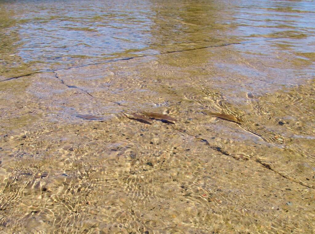 Fish swimming across Namatjira Drive at Jay Creek crossing