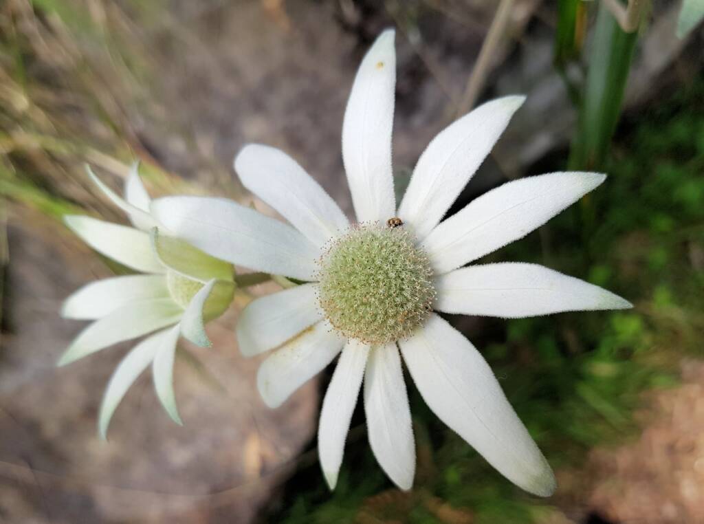Flannel Flower (Actinotus helianthi), Stony Range Regional Botanic Garden, Dee Why NSW