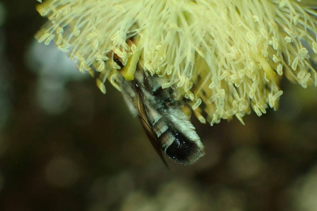 Megachile aurifrons, Geraldton, Midwest WA © Gary Taylor