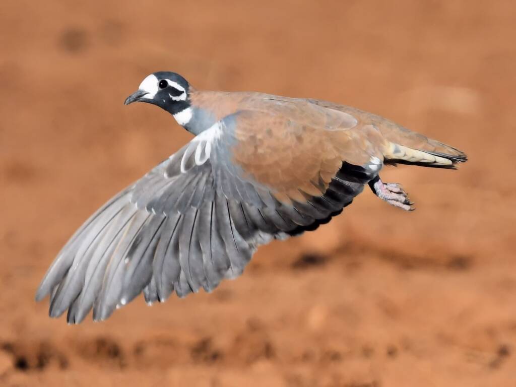 Flock Bronzewing (Phaps histrionica) © Dorothy Latimer