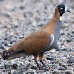 Male Flock Bronzewing (Phaps histrionica) at Alice Springs Sewage Ponds NT © Dorothy Latimer