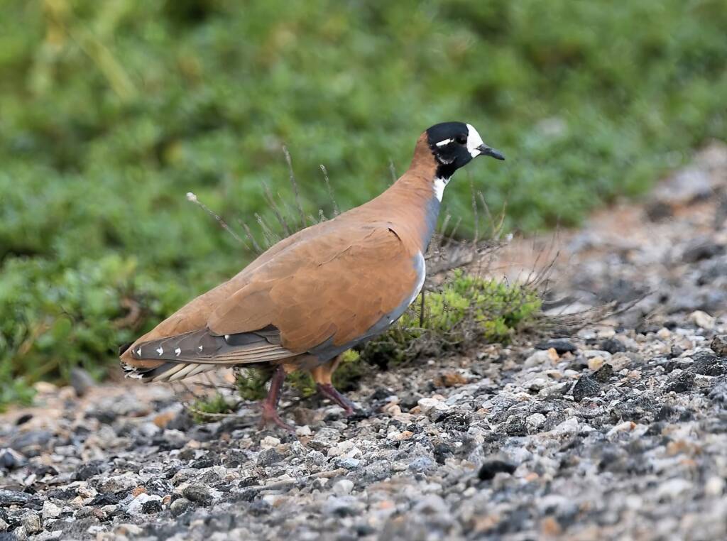 Male Flock Bronzewing (Phaps histrionica) at Alice Springs Sewage Ponds NT © Dorothy Latimer
