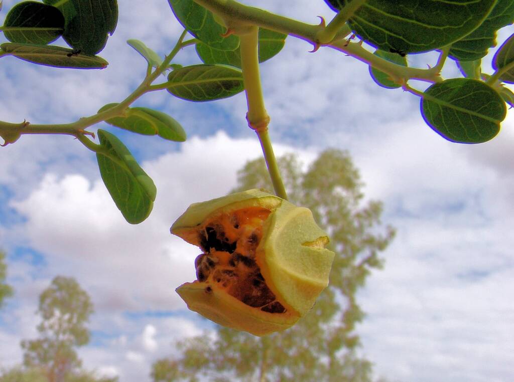 Wild Passionfruit (Capparis spinosa var. nummularia), Olive Pink Botanic Garden.