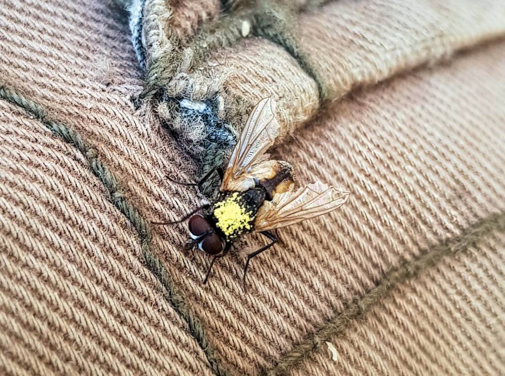 Fly (genus Musca), Alice Springs NT