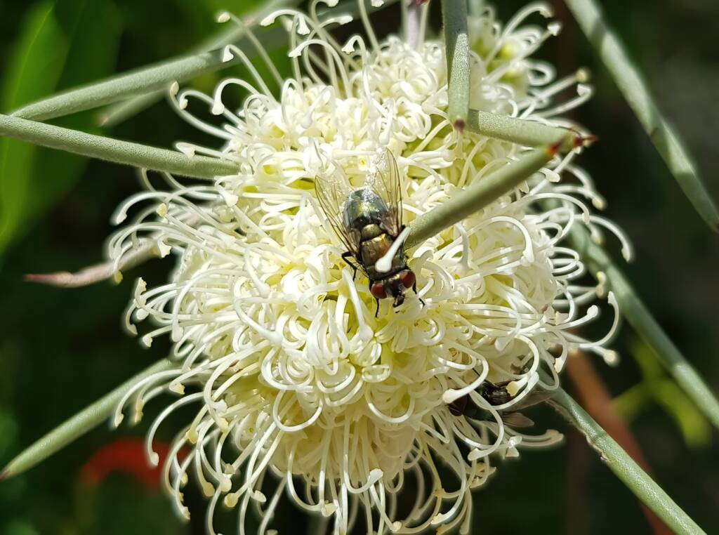 Fly on Needlewood (Hakea leucoptera), Alice Springs NT