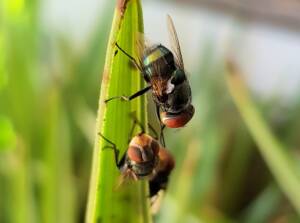 Green Blow Fly (Lucilia cuprina), Alice Springs NT