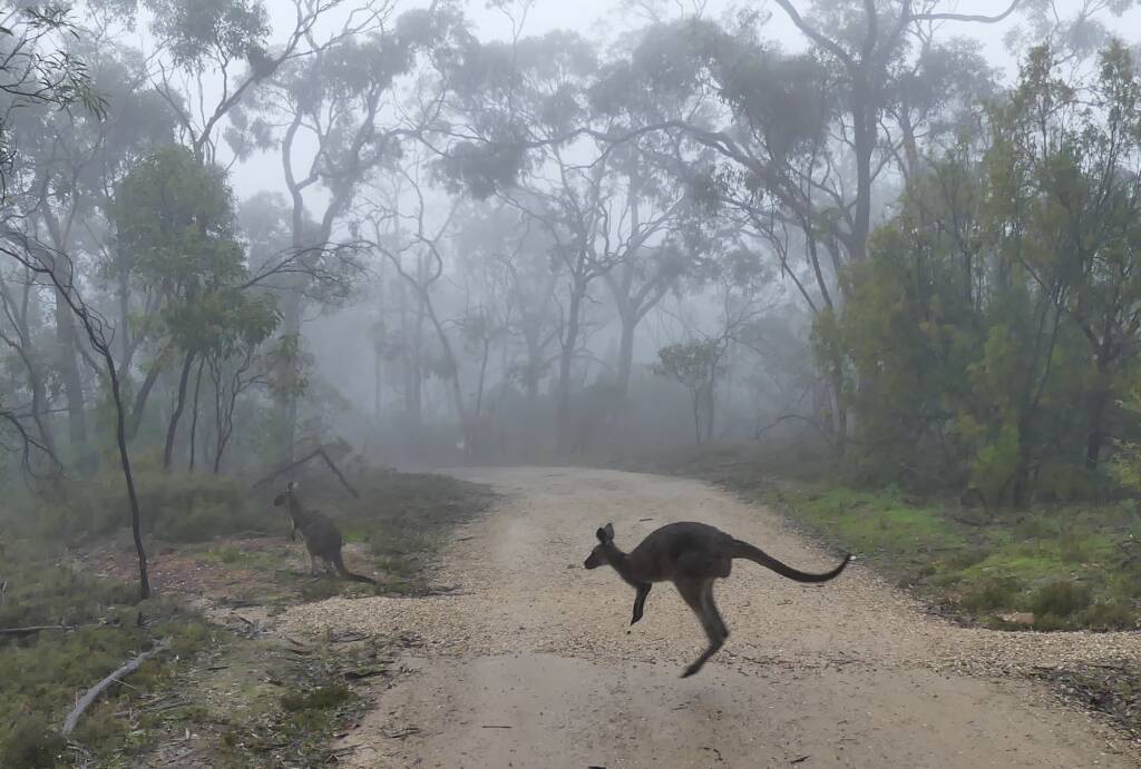 Kangaroos on foggy track, Belair NP SA © Marianne Broug