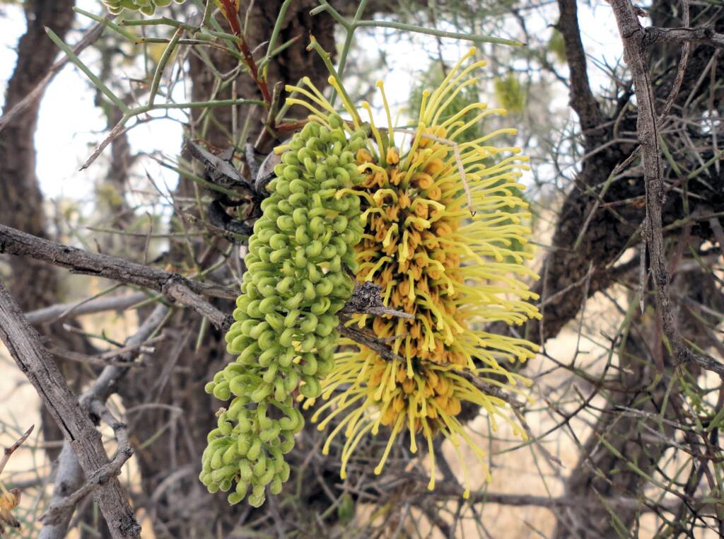 Fork-leaf Corkwood (Hakea divaricata), Alice Springs NT
