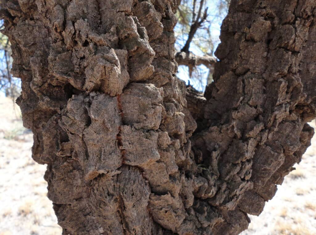 Fork-leaf Corkwood (Hakea divaricata), Alice Springs NT