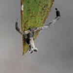 Fork-tailed Sidymella Spider (genus Sidymella), Brisbane QLD © Stefan Jones