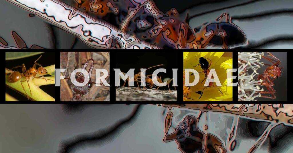 Formicidae (Ants) - Ausemade filmstrip