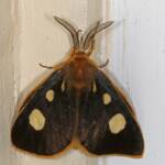 Four-Spot Anthelid Moth (Anthela guenei), Ballandean QLD © Marc Newman