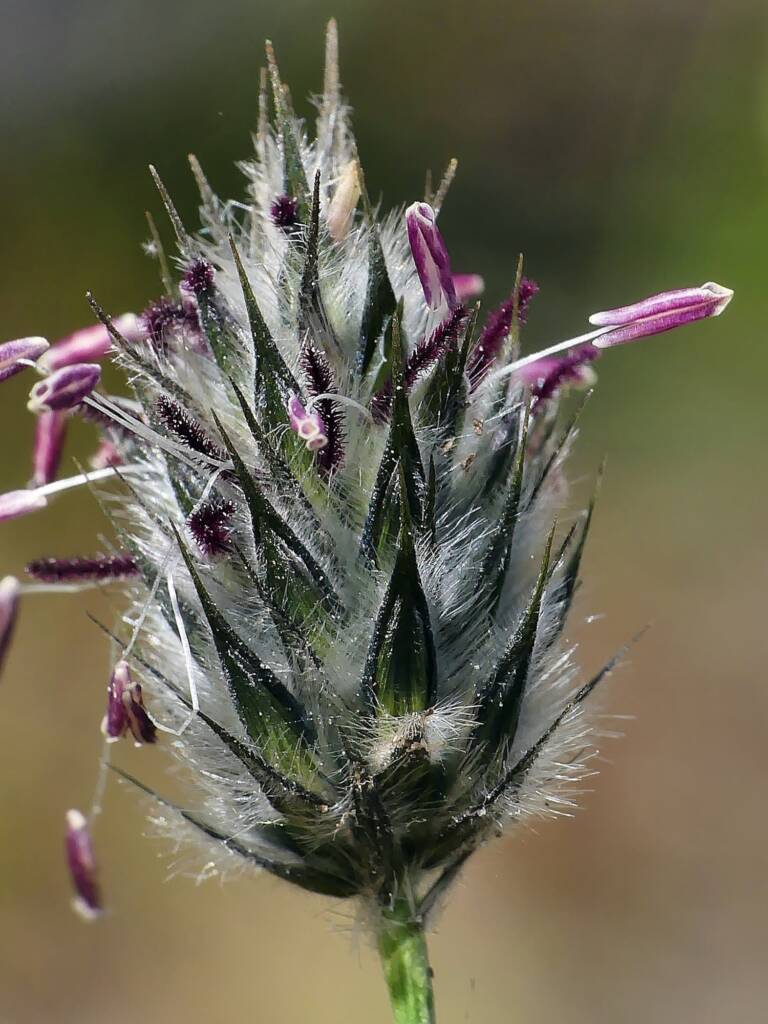 Foxtail Mulga Grass (Neurachne alopecuroidea), Belair SA © Marianne Broug