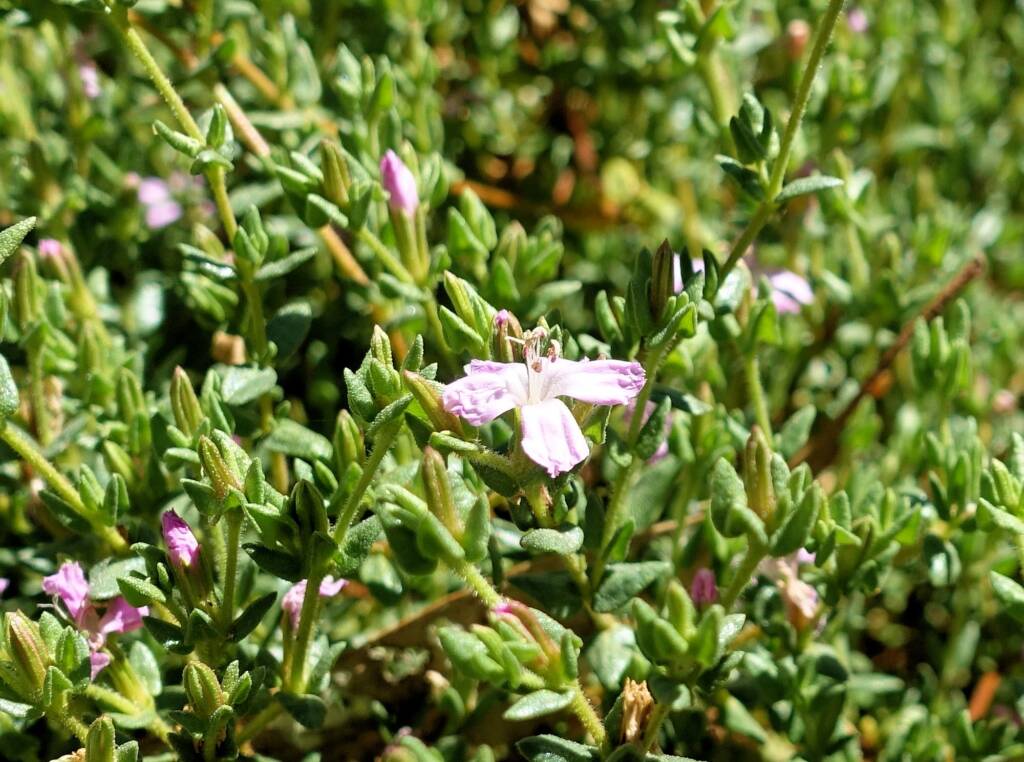 Heart-leaved Frankenia (Frankenia cordata)