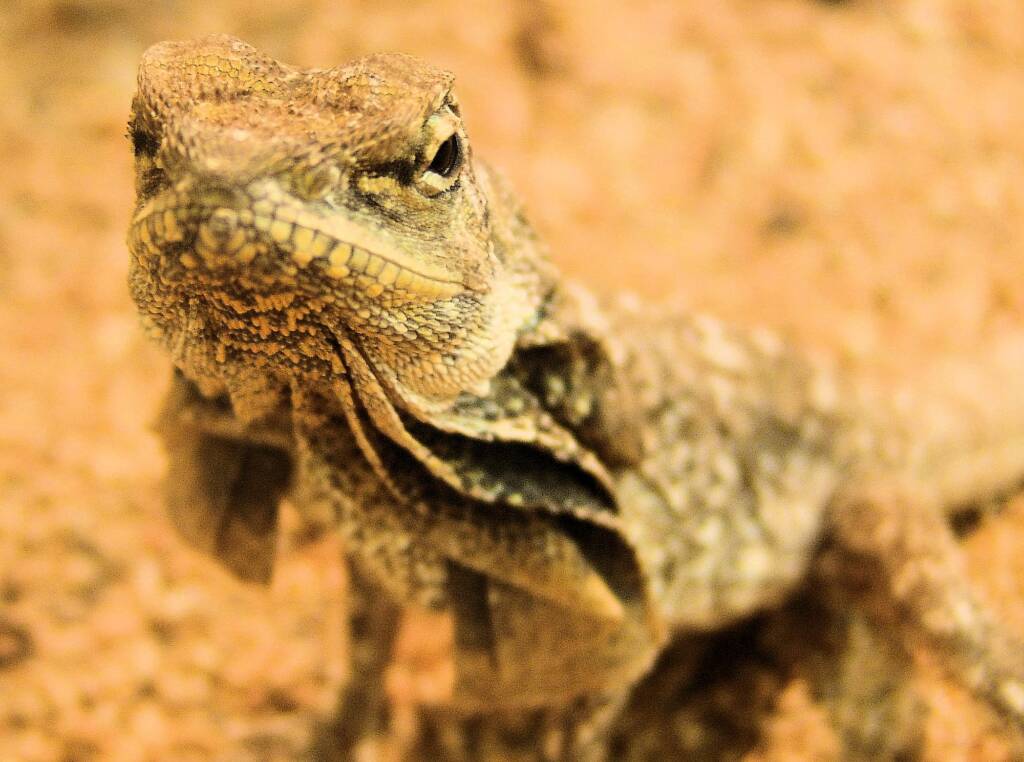 Frilled Neck Lizard (Chlamydosaurus kingii), Alice Springs Reptile Centre