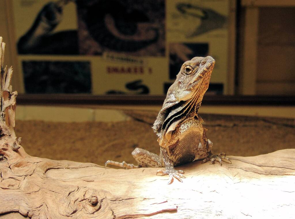Frilled Neck Lizard (Chlamydosaurus kingii), Alice Springs Reptile Centre
