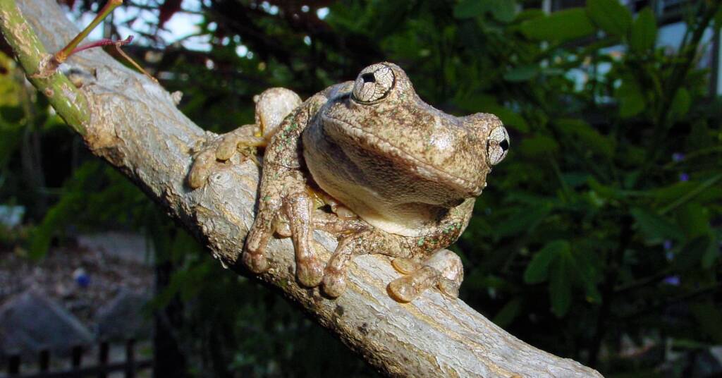 Peron’s Tree Frog, Blue Mountains