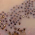 Desert Trilling Frog spawn at Alice Springs Ilparpa Claypans