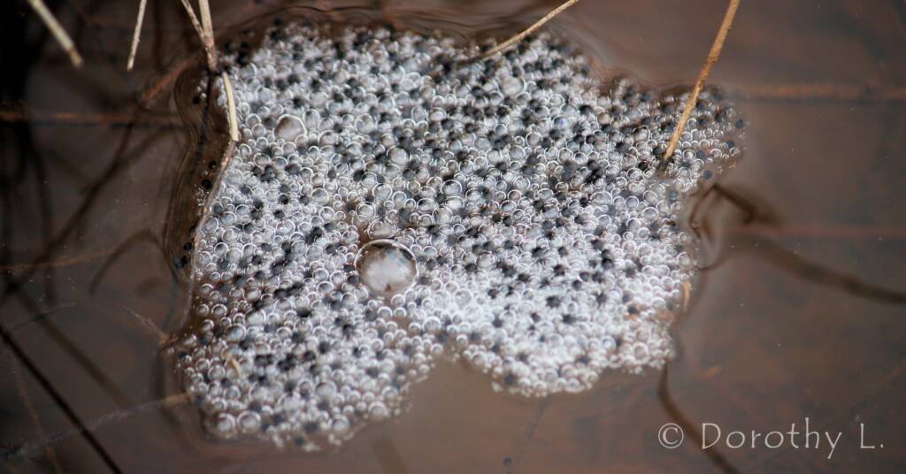 Desert Trilling Frog spawn at Alice Springs Ilparpa Claypans