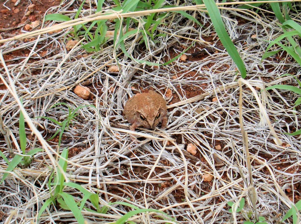 Main's Frog (Cyclorana maini) at Uluru